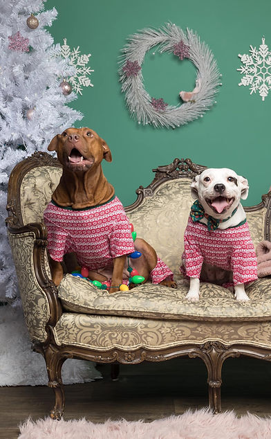 XmasPhoto1.jpg